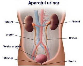 infectia-urinara-joasa-necomplicata-la-femei